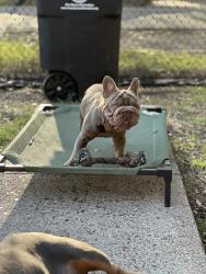Lost Male Dog last seen King st, Houston, TX 77022