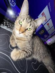 Lost Female Cat last seen royal rd, El Cajon, CA 92020