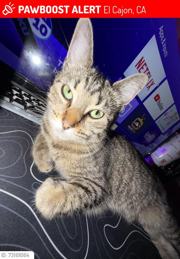 Lost Female Cat last seen royal rd, El Cajon, CA 92020