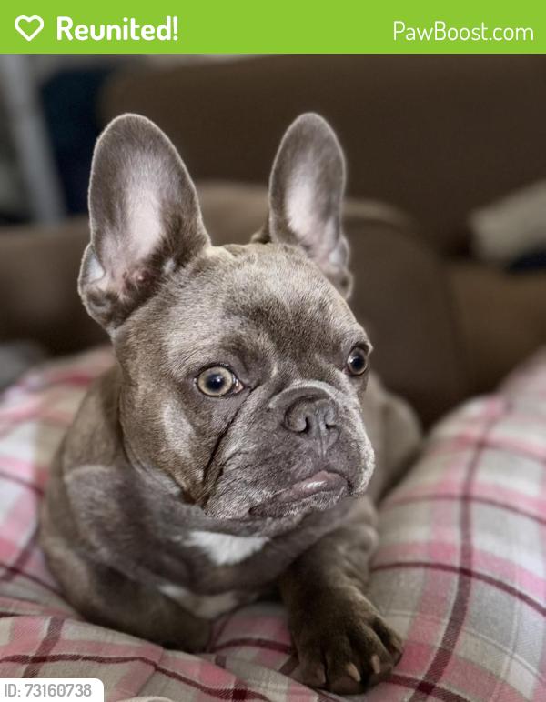 Reunited Male Dog last seen Ocean Villas apmts, Oxnard, CA 93033