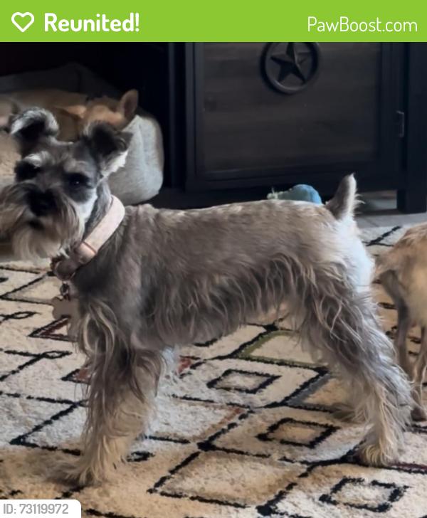 Reunited Female Dog last seen Rodman St & N Kenazo, Horizon City, TX 79928
