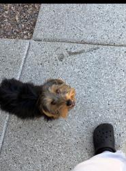 Lost Male Dog last seen W hess street, Tolleson, AZ 85353