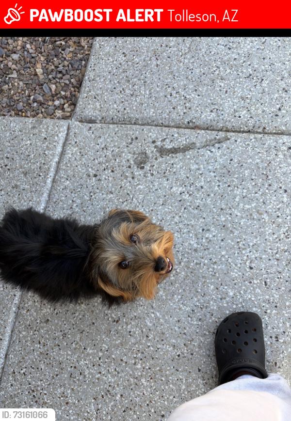 Lost Male Dog last seen W hess street, Tolleson, AZ 85353