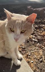 Found/Stray Male Cat last seen bahama avenue, Hayward, CA 94545