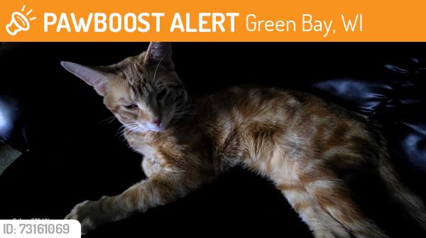 Found/Stray Male Cat last seen Near reber st green bay wi, Green Bay, WI 54302