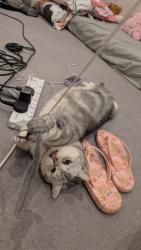 Lost Male Cat last seen Tesco Express, Greater London, England HA4 0QP