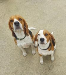Lost Female Dog last seen 8th Street/ Vineyard, Ontario, CA 91764
