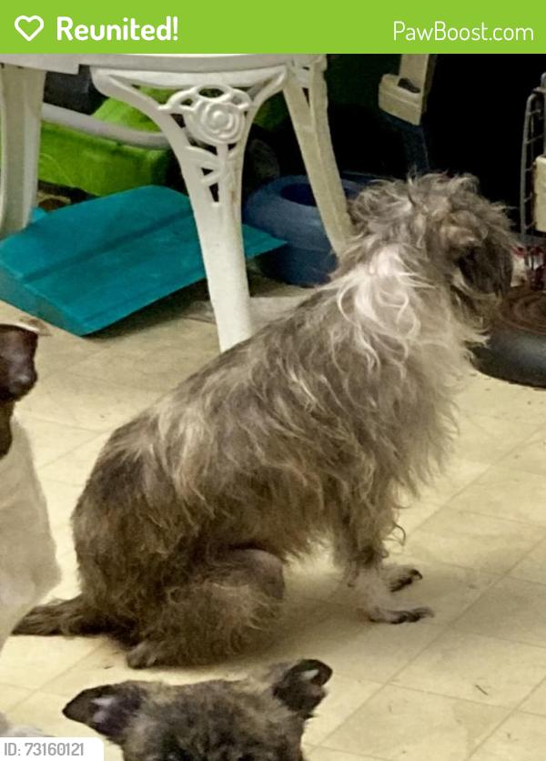 Reunited Female Dog last seen Ocoee Hills Rd & Crystal Drive, Ocoee, FL 34761