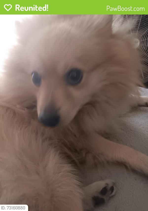 Reunited Male Dog last seen Carson ave, Hawaiian Gardens, CA 90716