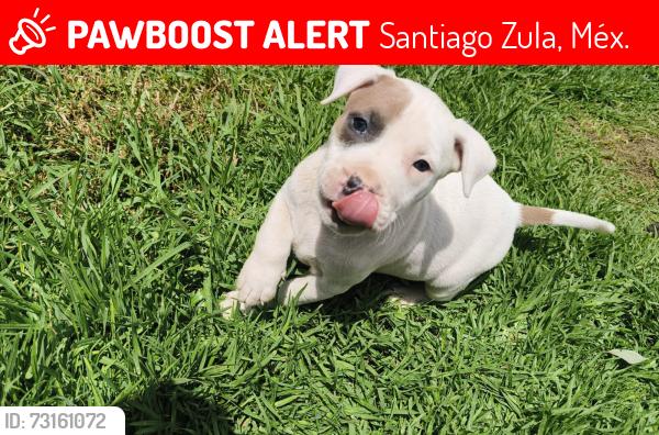 Lost Female Dog last seen Emiliano Zapata esquina Buenos Aires, Santiago Zula, Méx. 56653