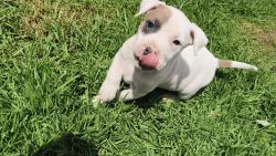 Lost Female Dog last seen Emiliano Zapata esquina Buenos Aires, Santiago Zula, Méx. 56653