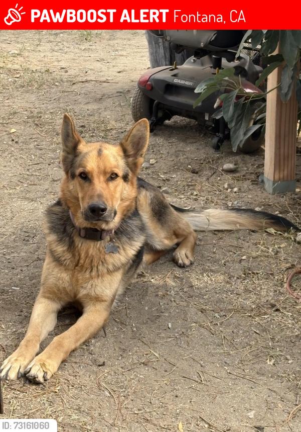 Lost Male Dog last seen Frankfort Ave. Fontana, CA 92335, Fontana, CA 92335