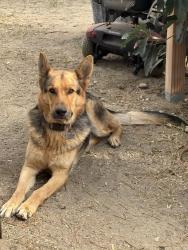 Lost Male Dog last seen Frankfort Ave. Fontana, CA 92335, Fontana, CA 92335