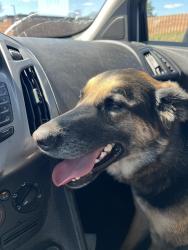 Reunited Male Dog last seen Dayton and mackubin near church, Saint Paul, MN 55102