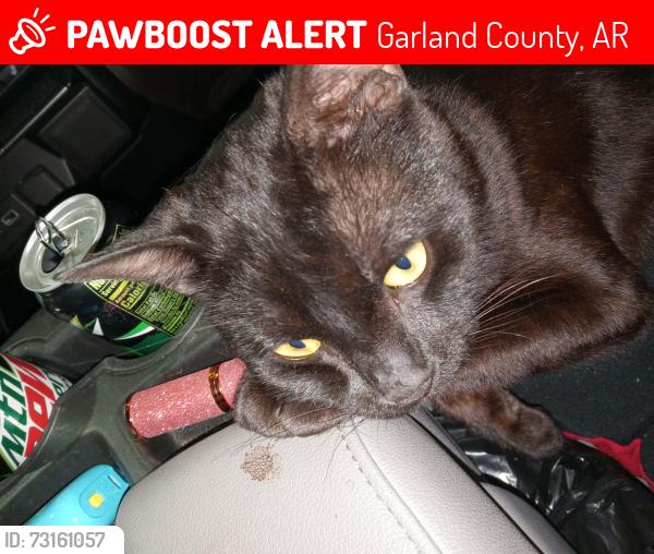 Lost Male Cat last seen Near strawberry road mountain pine AR, Garland County, AR 71956