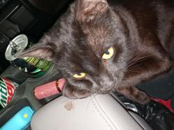 Lost Male Cat last seen Near strawberry road mountain pine AR, Garland County, AR 71956