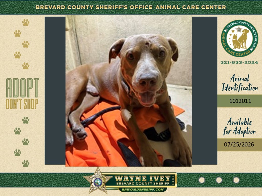 Shelter Stray Male Dog last seen FL, 5100 W Eau Gallie Blvd, Melbourne, FL 32934, USA