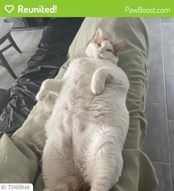 Reunited Male Cat last seen Near Steer Dr, El Paso, TX 79938, USA, El Paso, TX 79938