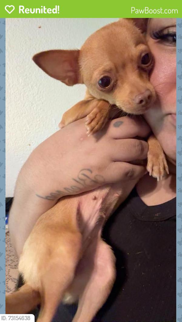Reunited Female Dog last seen Near Glenn Ln, Glenn Heights, TX 75154, USA, Glenn Heights, TX 75154