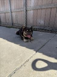 Reunited Male Dog last seen Near Gavin st, San Diego, CA 92102