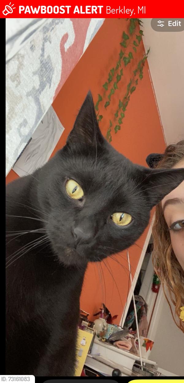 Lost Male Cat last seen Bacon ave, Berkley, MI 48072