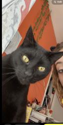 Lost Male Cat last seen Bacon ave, Berkley, MI 48072