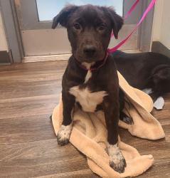 Shelter Stray Female Dog last seen Near Miramar Street, San Diego, CA, 92037, 5500 Gaines St, San Diego, CA 92110, USA