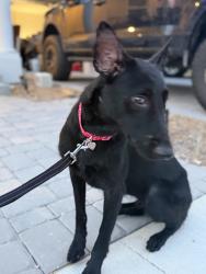 Reunited Female Dog last seen reserves sub off of villa city in groveland, Groveland, FL 34736
