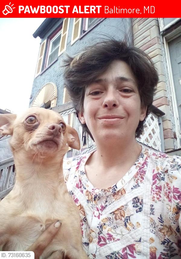 Lost Male Dog last seen Pratt street and Carey st, Baltimore, MD 21223