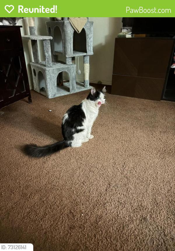 Reunited Female Cat last seen Camino del Sol & Gibraltar St, Oxnard, CA 93030