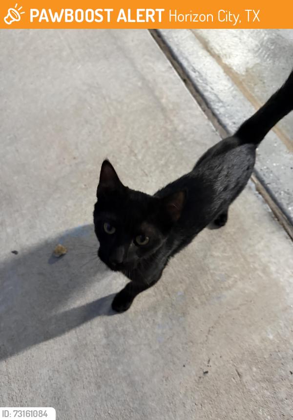 Found/Stray Unknown Cat last seen villa seca dr, Horizon City, TX 79928