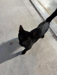 Found/Stray Unknown Cat last seen villa seca dr, Horizon City, TX 79928