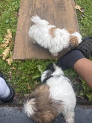 Reunited Female Dog last seen Near cedarcrest ave, Nashville, TN 37115