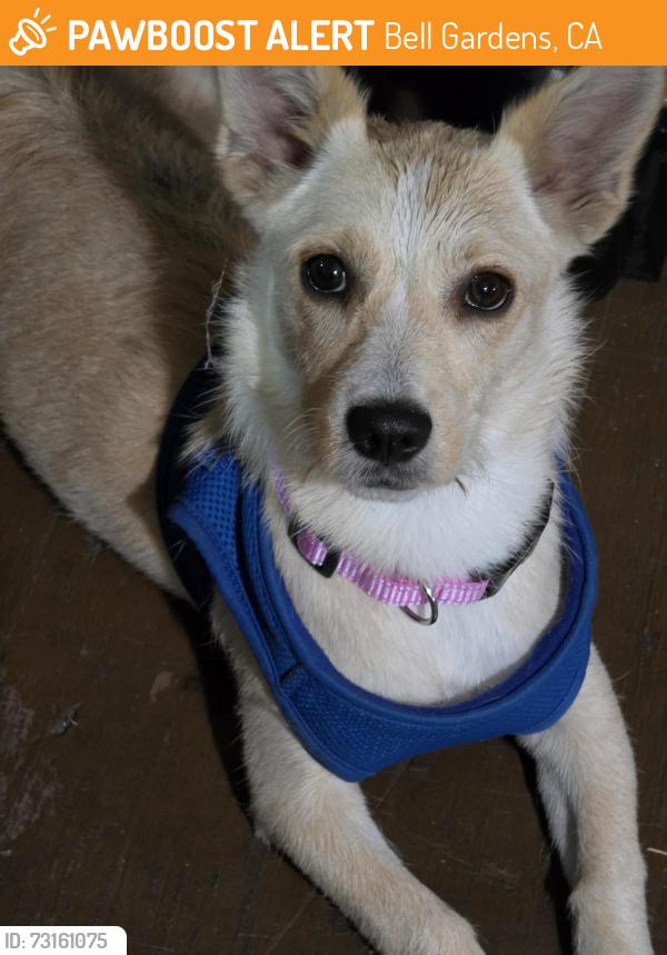 Found/Stray Female Dog last seen Gage Ave and Eastern Ave, Bell Gardens, CA 90201