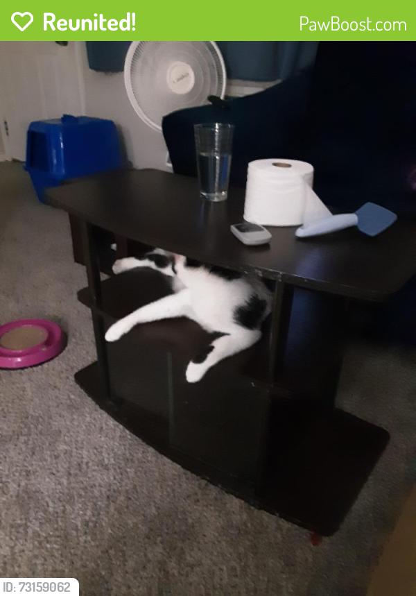 Reunited Female Cat last seen Norwich and linda road, Hilliard, OH 43026