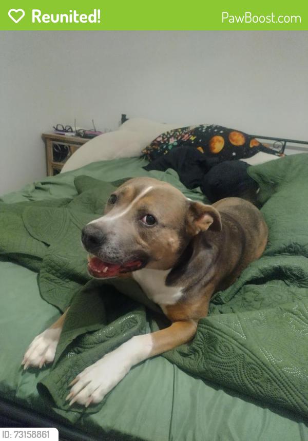 Reunited Female Dog last seen 21st st North & 151st st West, Wichita, KS 67052
