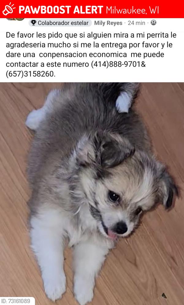 Lost Female Dog last seen Estaba en mi yarda y de ahi desaparecio, Milwaukee, WI 53204