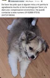 Lost Female Dog last seen Estaba en mi yarda y de ahi desaparecio, Milwaukee, WI 53204