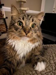 Reunited Male Cat last seen Stonehenge and Althorp, Wilson, NC 27893