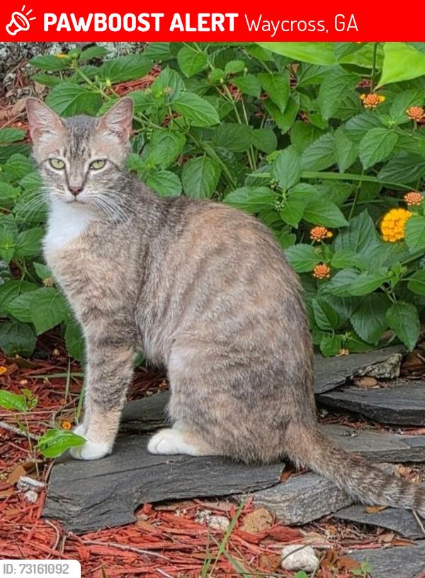Lost Female Cat last seen Miles steel rd , Brunswick hwy , Brantley Ware line, Waycross, GA 31503