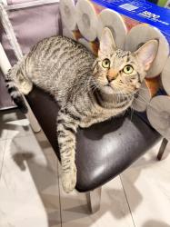Lost Male Cat last seen Near N Crystal Lake Rd, Azusa, CA 91702, Azusa, CA 91702