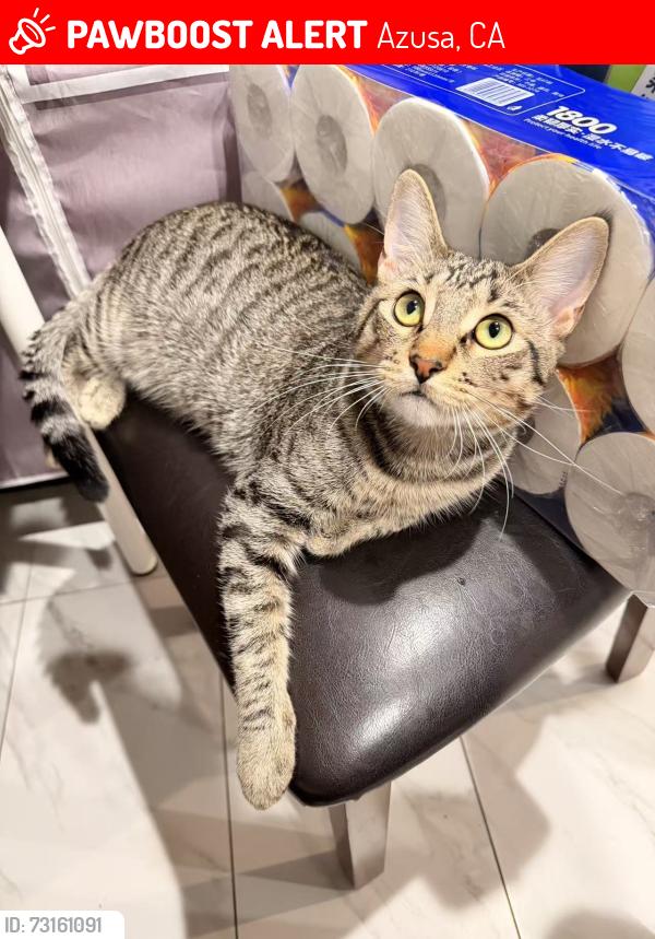 Lost Male Cat last seen Near N Crystal Lake Rd, Azusa, CA 91702, Azusa, CA 91702