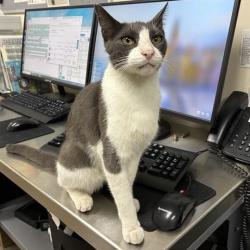 Shelter Stray Male Cat last seen , 361 S Raymond Ave, Pasadena, CA 91105, USA
