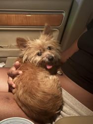 Reunited Male Dog last seen Arbor park dr, Allen, TX 75013