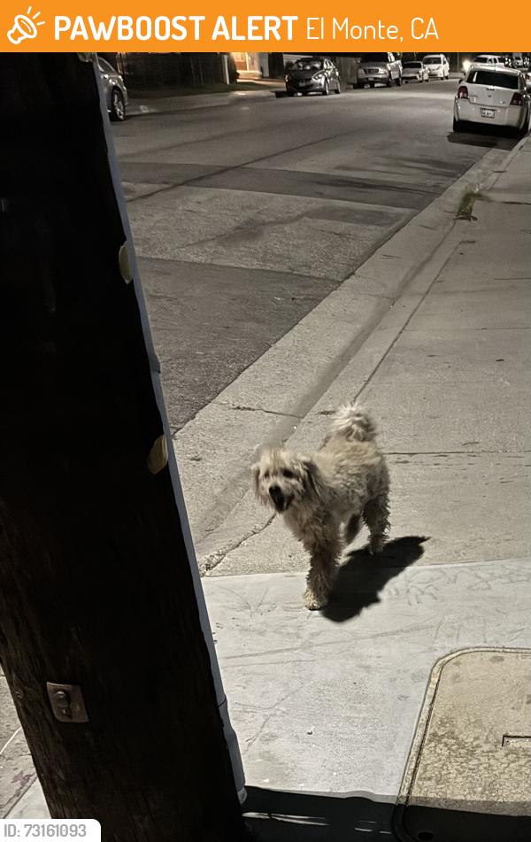 Found/Stray Unknown Dog last seen Ferris rd, El Monte, El Monte, CA 91732