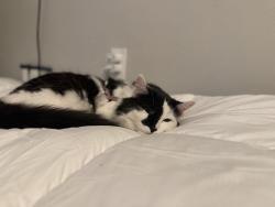 Reunited Male Cat last seen Wesley and Tejon, Englewood, CO 80110