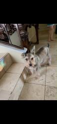 Lost Male Dog last seen Near Mossgrey Ln, Spring, TX 77373