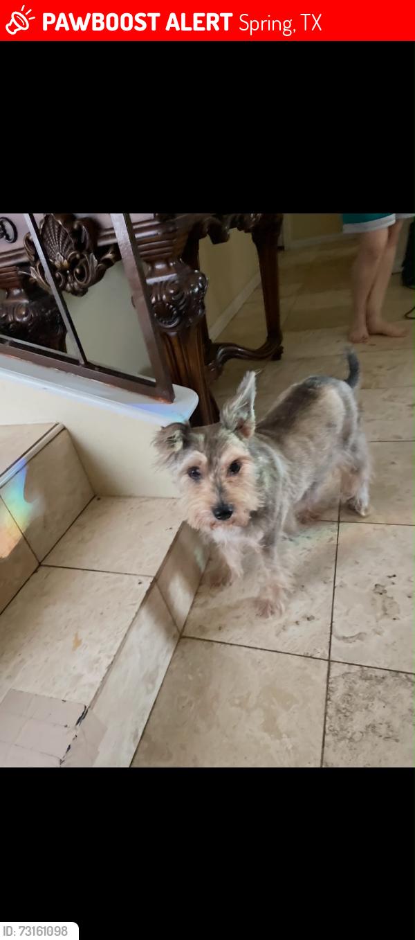 Lost Male Dog last seen Near Mossgrey Ln, Spring, TX 77373