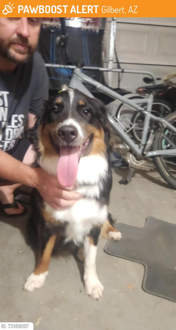 Found/Stray Female Dog last seen lindsey and ray, Gilbert, AZ 85296