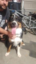 Found/Stray Female Dog last seen lindsey and ray, Gilbert, AZ 85296